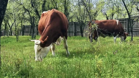Cows grazing in green pasture on a spring farm Vidéo 345256151