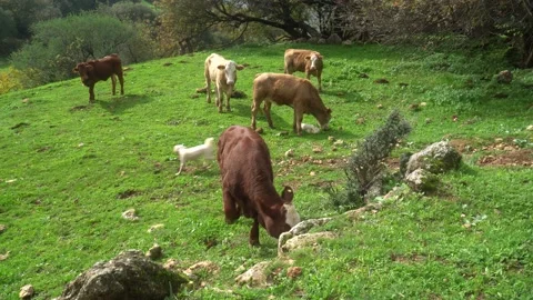 Cows grazing in green pastures with small dog aggravating them Stock Footage