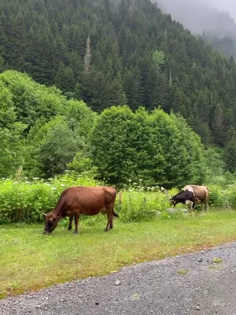 Cows Grazing on Green Roadside by Misty Mountain Forest Stock Footage 339880491