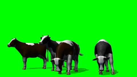Cows grazing - green screen Video stock 40556805
