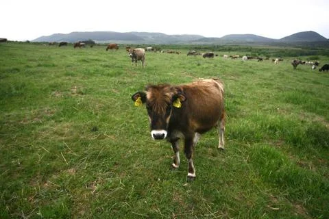 Cows grazing on a green summer meadow Stock Photos