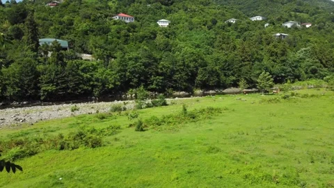 Cows grazing in green valley by river Vidéo 292806703