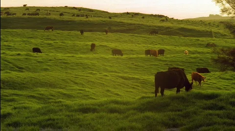 Cows Grazing HD Vidéo 523822