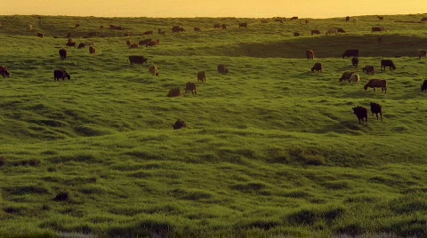 Cows Grazing HD Stock Footage 523880