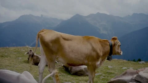 Cows Grazing in the High Alpine Meadows of the Rugged Mountain Landscape 库存影片 331168479