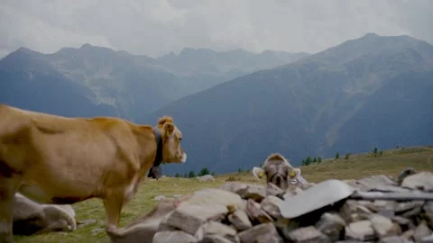 Cows Grazing in the High Alpine Meadows of the South Tyrol Mountain Range 库存影片 331168501
