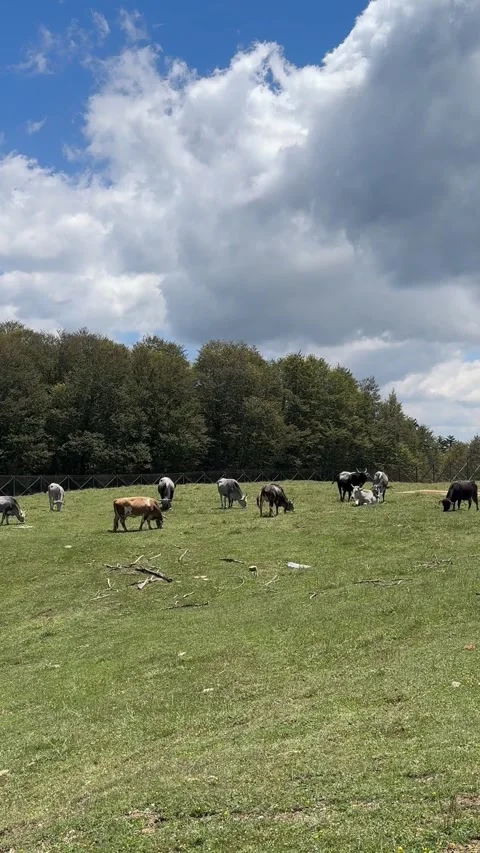 Cows grazing in high mountain pasture with blue sky and white clouds Stock Footage 340221678