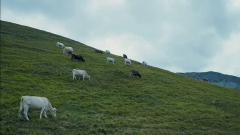 Cows Grazing on the Hill Video stock 116494892