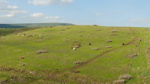 Cows Grazing On The Hill Stock Footage 125838533