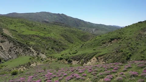 Cows grazing on the hill Stock Footage 294128675
