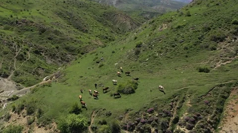 Cows grazing on the hill Stock Footage 294128714