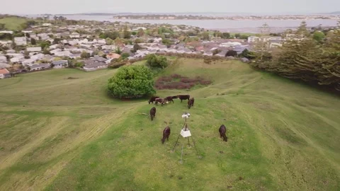 Cows grazing on a hill top Stock Footage 219201275