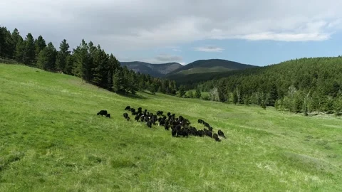 Cows grazing hillside Stock Footage 194164764