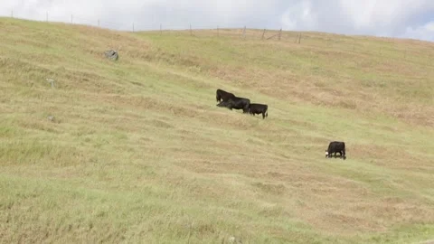 COWS Grazing on a HILLSIDE, (HD 24p) Stock Footage 272171663