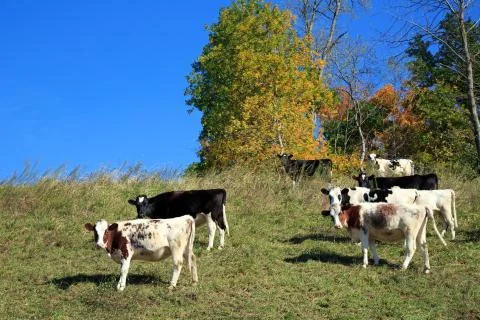 Cows grazing on hillside Stock Photos
