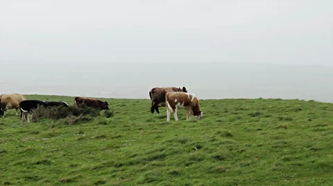 Cows grazing on hilltop pan 動画素材 38006114