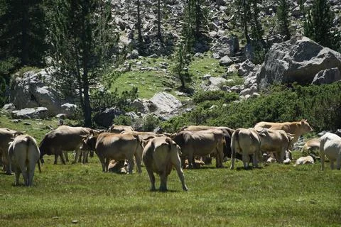 Cows grazing in the Ibon de Plan, in the Aragonese Pyrenees, located in Huesc Stock Photos