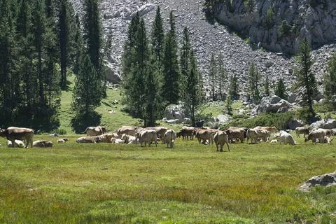 Cows grazing in the Ibon de Plan, in the Aragonese Pyrenees, located in Huesc Stock Photos