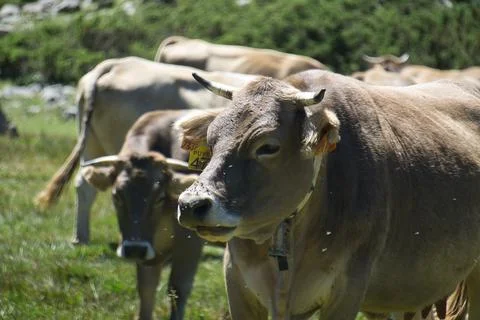 Cows grazing in the Ibon de Plan, in the Aragonese Pyrenees, located in Huesc Stock Photos