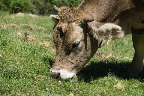 Cows grazing in the Ibon de Plan, in the Aragonese Pyrenees, located in Huesc Stock Photos