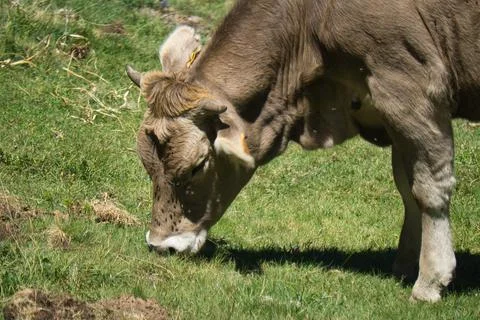 Cows grazing in the Ibon de Plan, in the Aragonese Pyrenees, located in Huesc Stock-Fotos