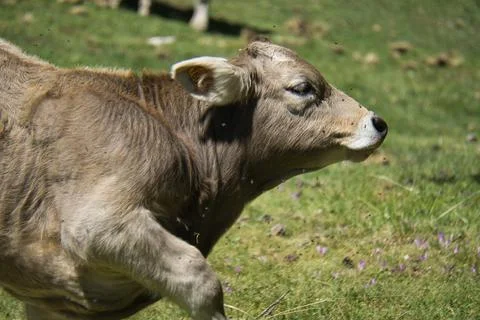 Cows grazing in the Ibon de Plan, in the Aragonese Pyrenees, located in Huesc Stock Photos