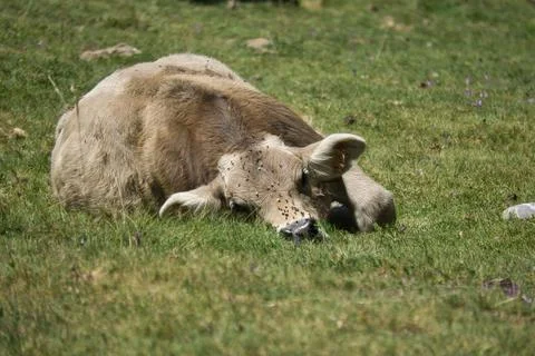 Cows grazing in the Ibon de Plan, in the Aragonese Pyrenees, located in Huesc 스톡 사진