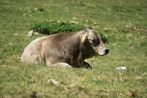 Cows grazing in the Ibon de Plan, in the Aragonese Pyrenees, located in Huesc Stock Photos