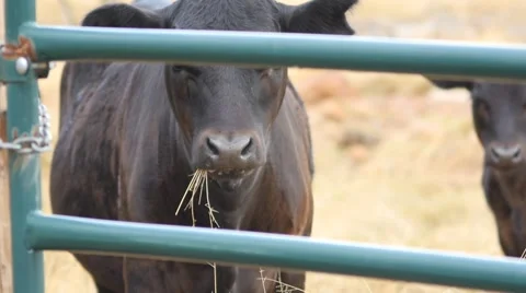 Cows grazing inside a ranch gate Stock Footage 64830573