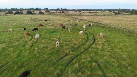 Cows Grazing in Ireland Stock Footage 116364885