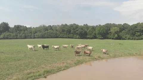 Cows Grazing in a Kentucky Field 1 Stock Footage