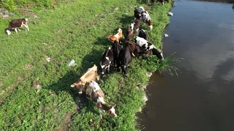 Cows grazing by lake Video stock 208169860