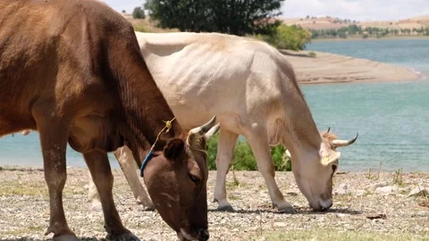 Cows grazing by the lake Stock Footage 294031947