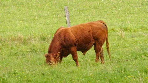Cows grazing on a large grassy pasture with mountain views. Sustainable agr.. Video stock 280389349