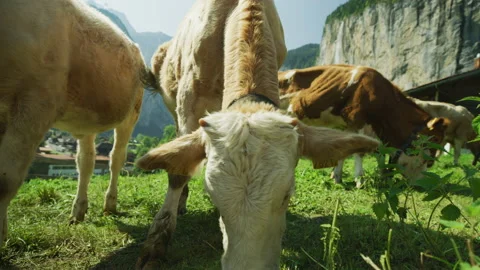 Cows grazing, Lauterbrunnen Stock Footage 218997053