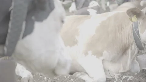 Cows grazing in low depth Stock Footage 218599157