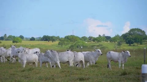Cows Grazing in the Lush Field Stock Footage 257186819