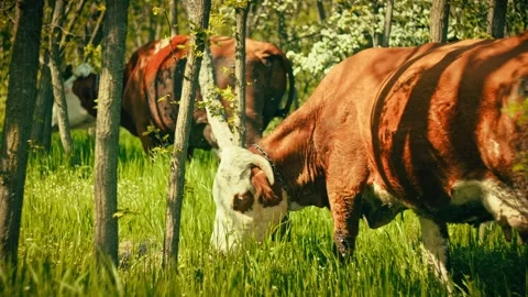 Cows grazing in lush forest, peaceful nature scene Video stock 334630249