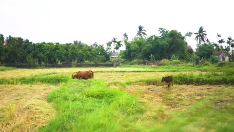 Cows grazing on lush grass with a backdrop of picturesque palm trees Stock Footage 240831279