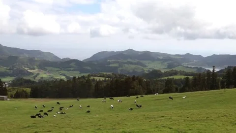 Cows grazing in lush pasture Stock Footage 69109819