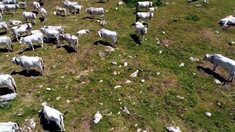 Cows grazing map of the Maple valley, a mountain road between woods Stock-Footage 77412413