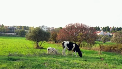 Cows Grazing In The Meadow 2 Stock Footage 120291321
