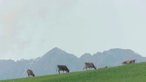 Cows Grazing on a Meadow in the Alps Stock Footage 106438804