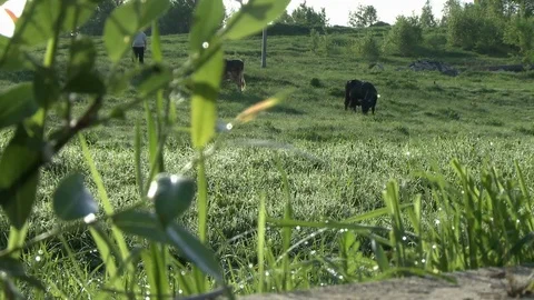 Cows grazing in a meadow changing focus view Vídeos de archivo 82196437