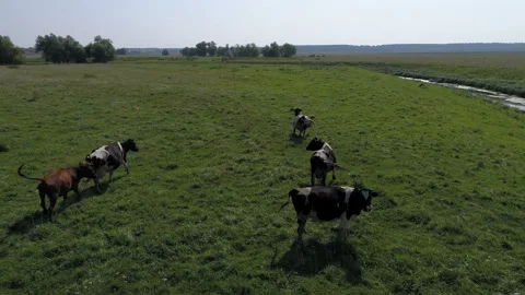 Cows grazing in a meadow close up 스톡 동영상 93000092