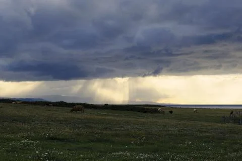 Cows grazing in a meadow with a dramatic sky at sunset. Stock Photos
