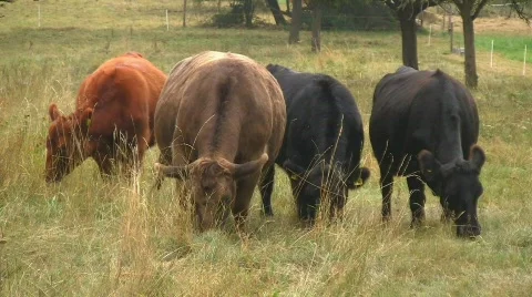 Cows grazing on meadow Stock Footage 520552