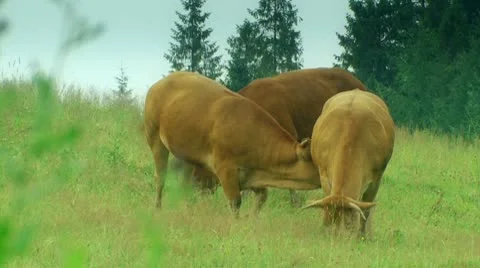 Cows is grazing in the meadow Stock Footage 10575987
