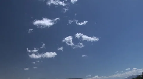 Cows grazing in a meadow Stock Footage 27346725