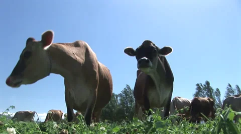 Cows grazing in a meadow Stock Footage 27347621